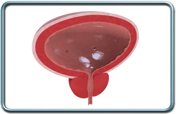 פרוצדורות של האשכים