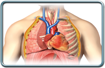 הרדמה לניתוחי חזה