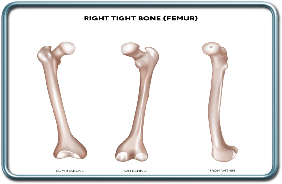 עצם הירך (ה- femur) עצם הפמור (עצם הירך)
