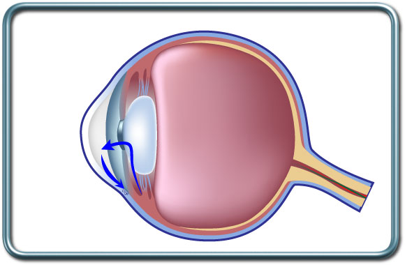 תנועת החומר הנוזלי- Aqueous humor