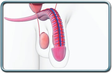 פרוצדורות של הפין