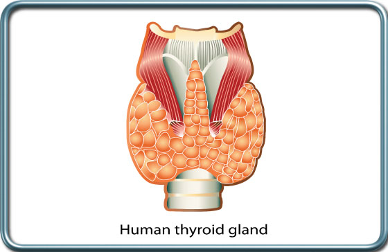בלוטת התריס- Thyroid gland בלוטת התריס- Thyroid gland