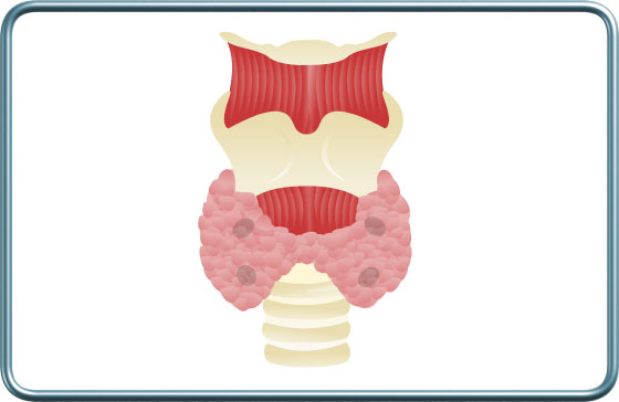 בלוטות יותרת התריס- Parathyroid glands בלוטות יותרת התריס- Parathyroid glands