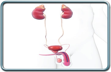 הרדמה לפרוצדורות אורולוגיות